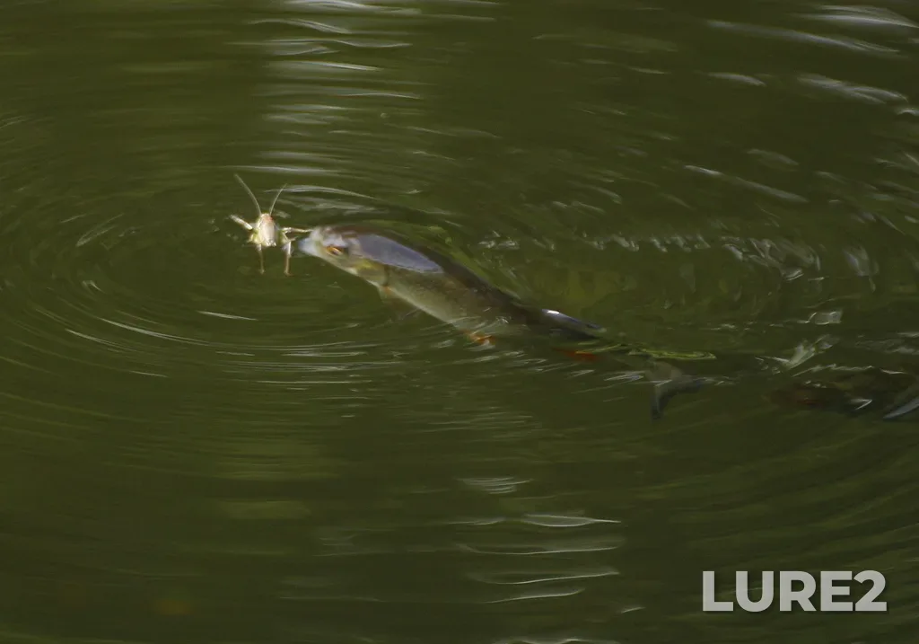 Chub — Cheptsa, Aug 17, 2014, 3:03 PM