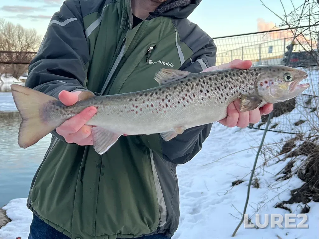 Atlantic salmon — Ganaraska River, Mar 02, 2023, 5:44 PM