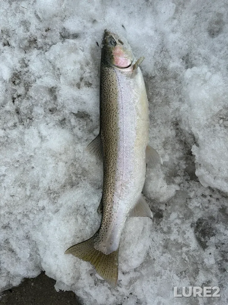 Rainbow trout — Ganaraska River, Mar 02, 2023, 2:57 PM