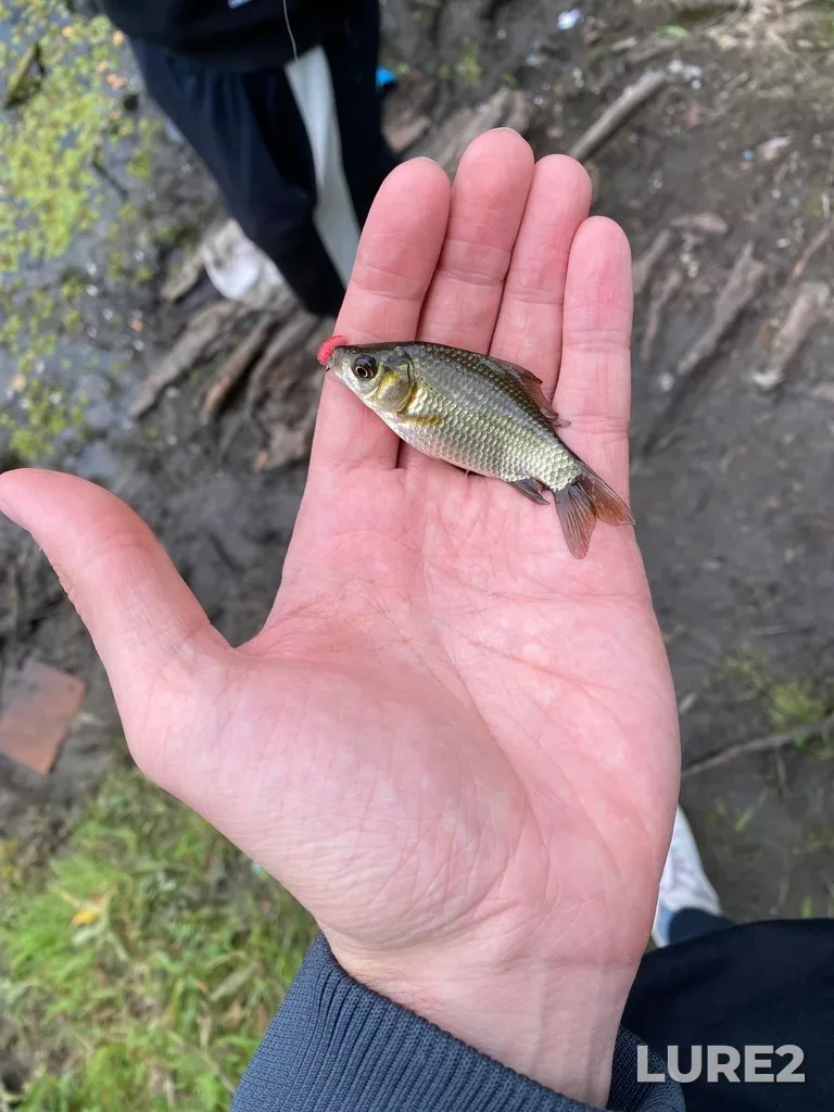 Crucian carp — Rulevoye, Sep 11, 2022, 2:32 PM