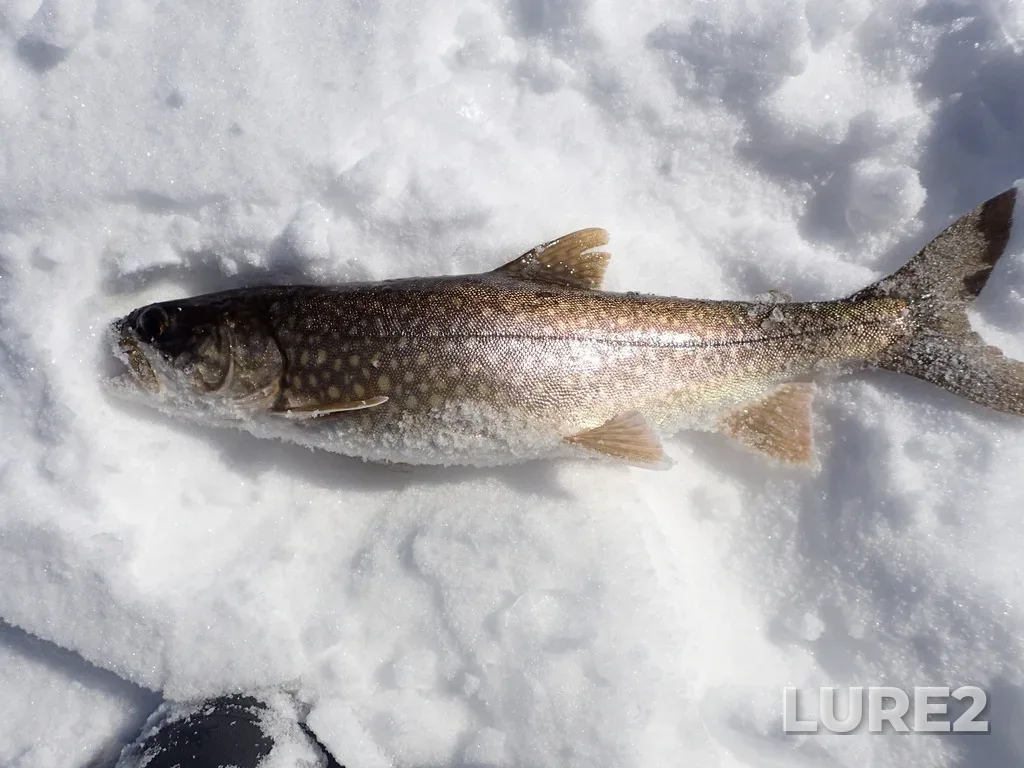 Lake trout — Squeers Lake, Mar 13, 2023, 1:14 PM