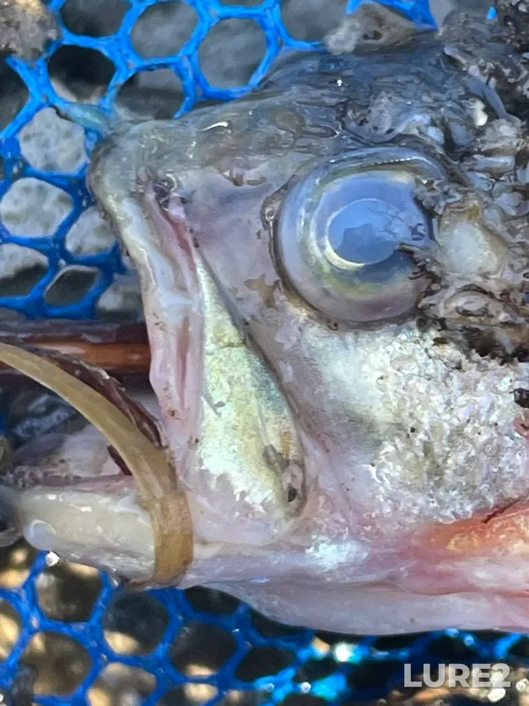 Largemouth bass — Fletchers Creek, Mar 15, 2023, 3:45 PM