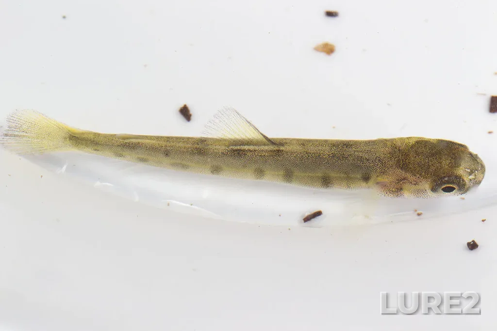 Atlantic salmon — Quidi Vidi Lake, May 19, 2015, 1:30 PM