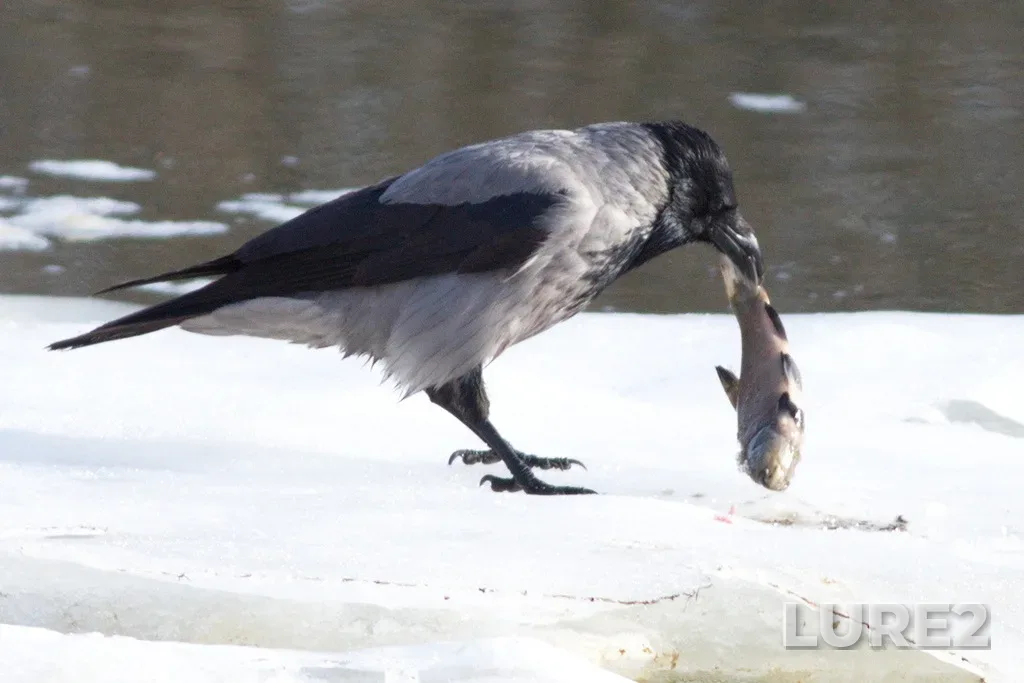 Tench — Rakhma, Mar 25, 2023, 8:44 AM