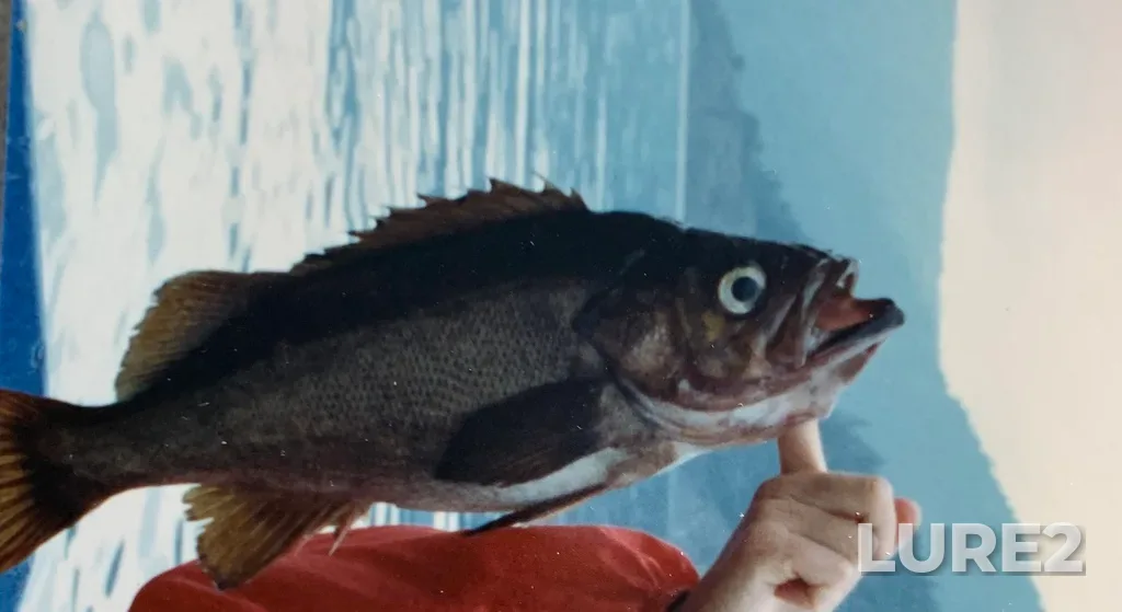Rockfish — Victoria Inner Harbour, Sep 15, 1982, 11:25 AM
