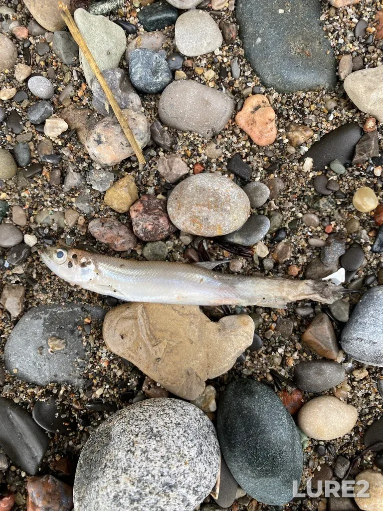 Rainbow smelt — Lake Erie, Mar 25, 2023, 12:53 PM