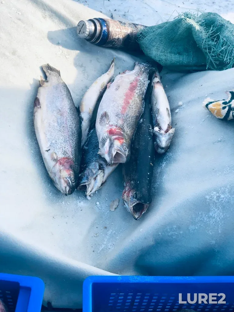 Rainbow trout — Poluy, Mar 25, 2023, 4:51 PM