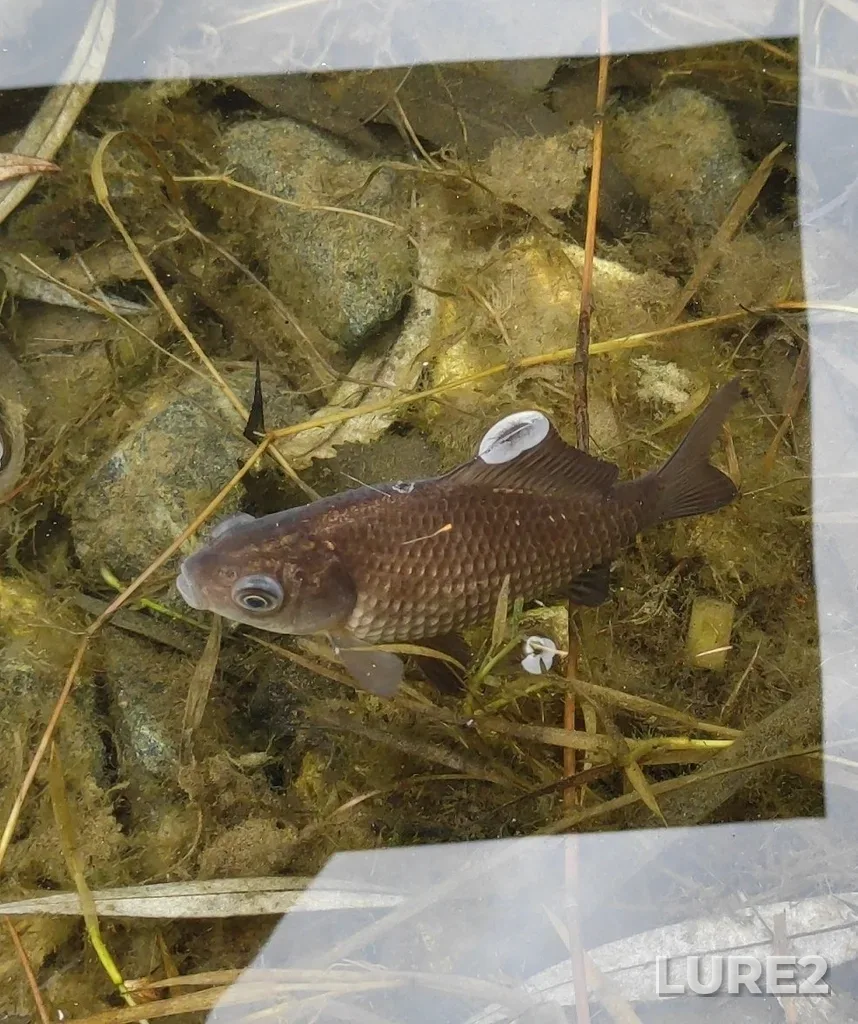 Crucian carp — Tretiy Ivankovskiy, Apr 04, 2023, 2:34 PM