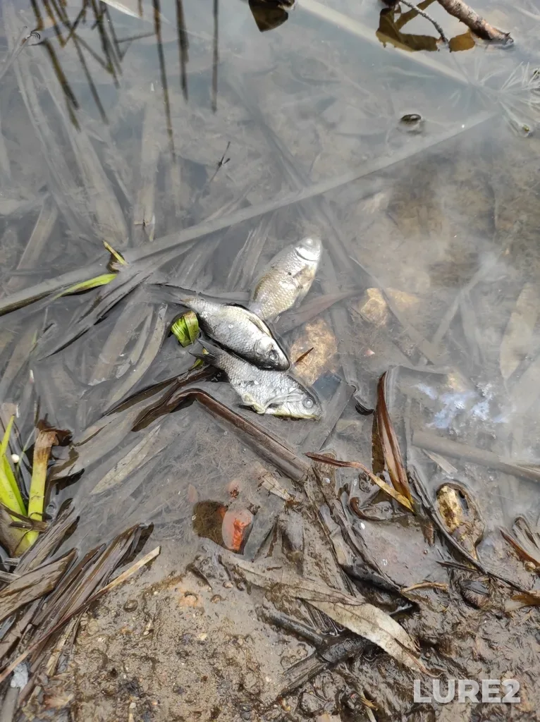 Crucian carp — Tretiy Ivankovskiy, Apr 04, 2023, 2:27 PM