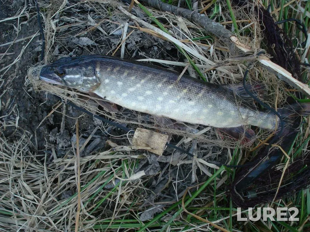 Pike — Aleksandrovskiy r-n, Vladimirskaya obl., Rossiya, May 10, 2009, 3:45 PM