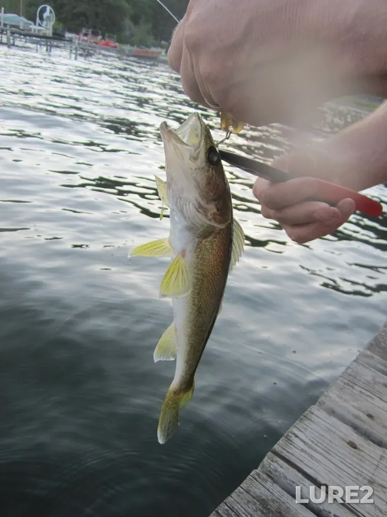 Walleye — Wabamun Lake, Jul 06, 2017, 8:46 AM