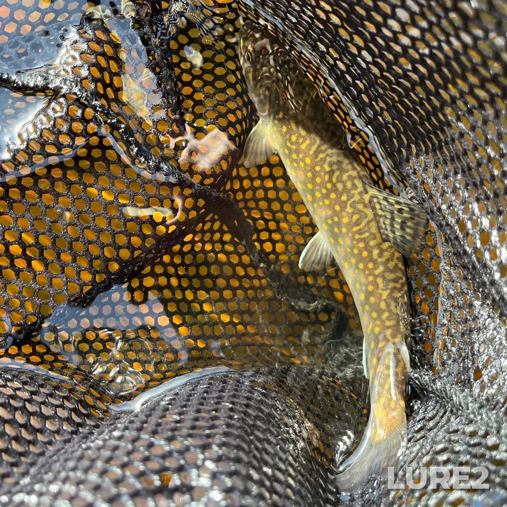 Brook trout — Nine Mile River, May 08, 2022, 5:23 PM
