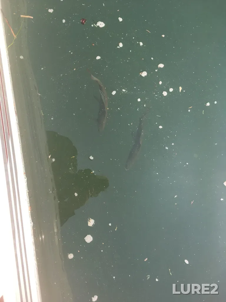 Grayling — Murray River, Aug 13, 2018, 1:10 PM