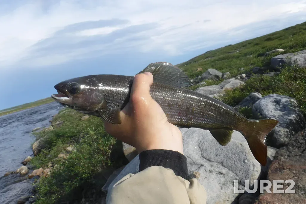 Grayling — Thelon River, Jul 06, 2018, 6:37 PM
