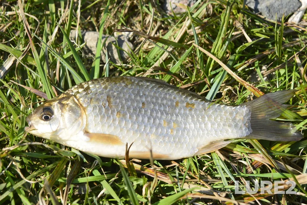 Crucian carp — Selivanovskiy r-n, Vladimirskaya obl., Rossiya, Apr 12, 2023, 11:36 AM