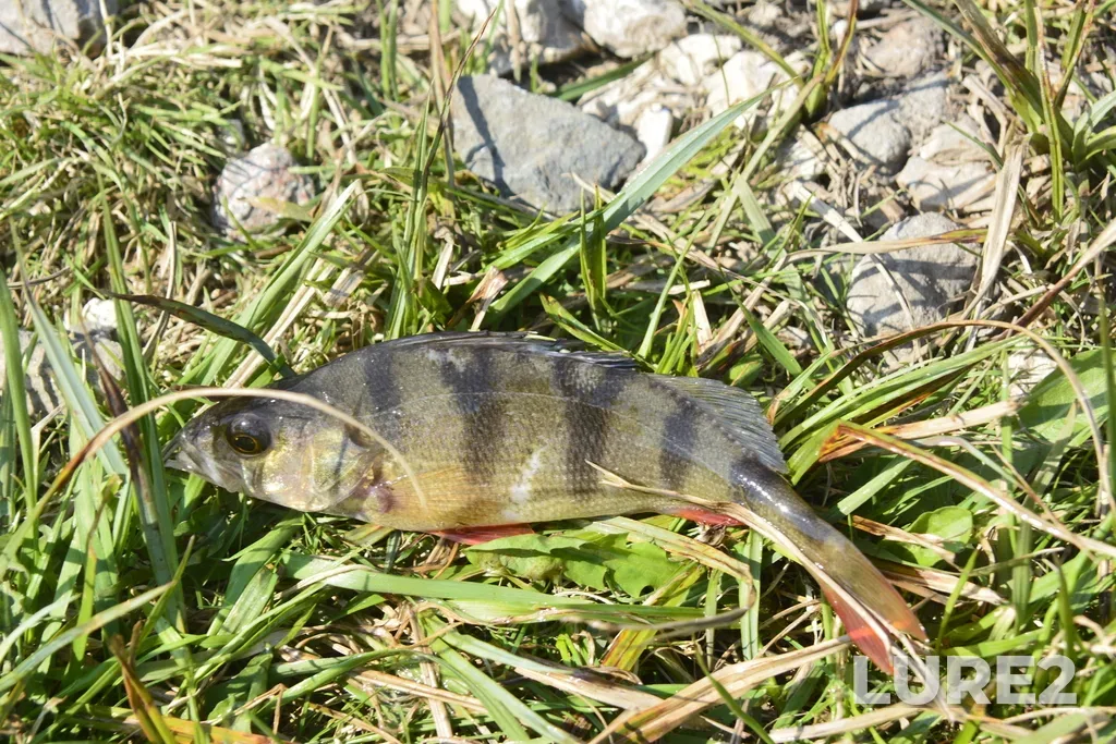 Perch — Selivanovskiy r-n, Vladimirskaya obl., Rossiya, Apr 12, 2023, 11:38 AM