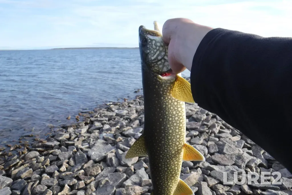 Lake trout — Aberdeen Lake, Jul 30, 2018, 6:40 PM