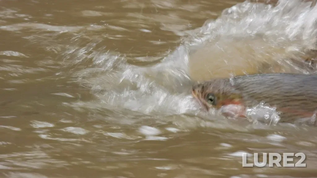 Rainbow trout — Forty Mile Creek, Apr 23, 2023, 12:32 PM