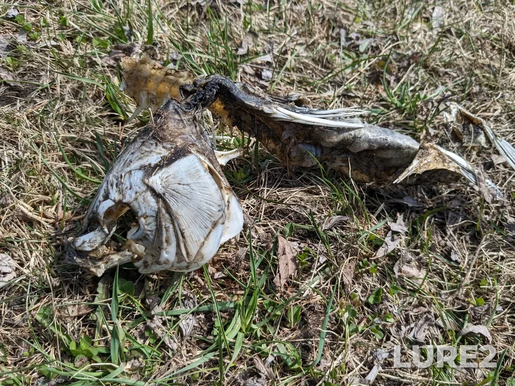 Carp — Little Lake, Apr 27, 2023, 2:52 PM