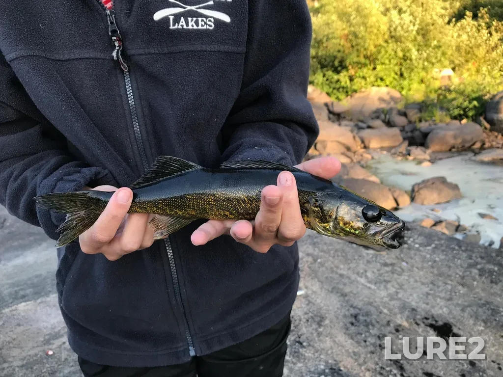 Walleye — Lake Travers, Aug 22, 2018, 7:02 PM