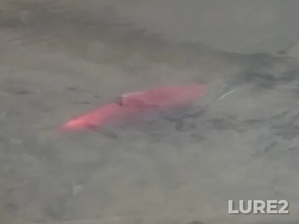 Sockeye salmon — Meziadin Lake, Aug 24, 2018, 8:07 AM