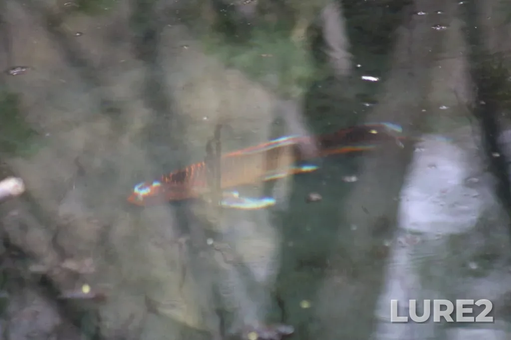 Carp — Thames River, May 01, 2023, 6:49 PM
