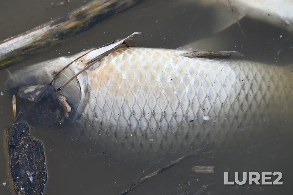 Carp — Wascana Creek, Apr 30, 2023, 5:18 PM
