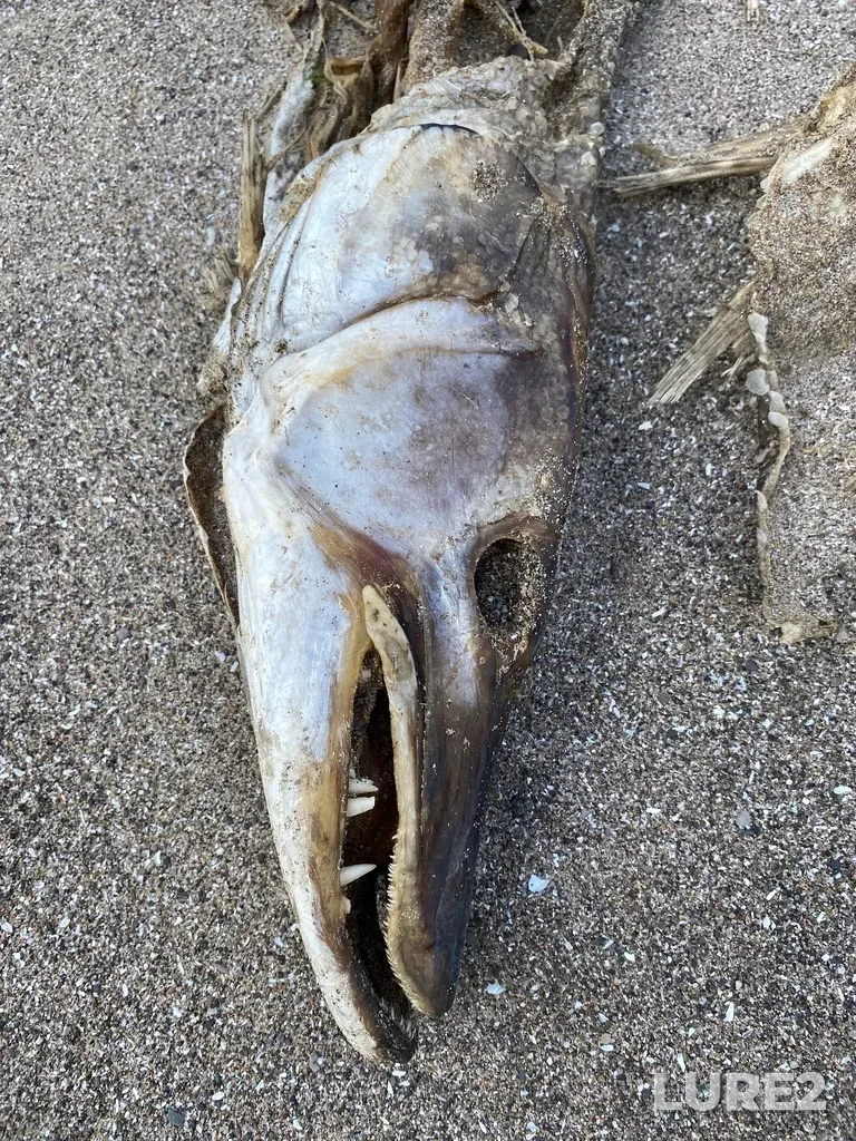 Muskellunge — Lake Erie, May 03, 2023, 4:24 PM