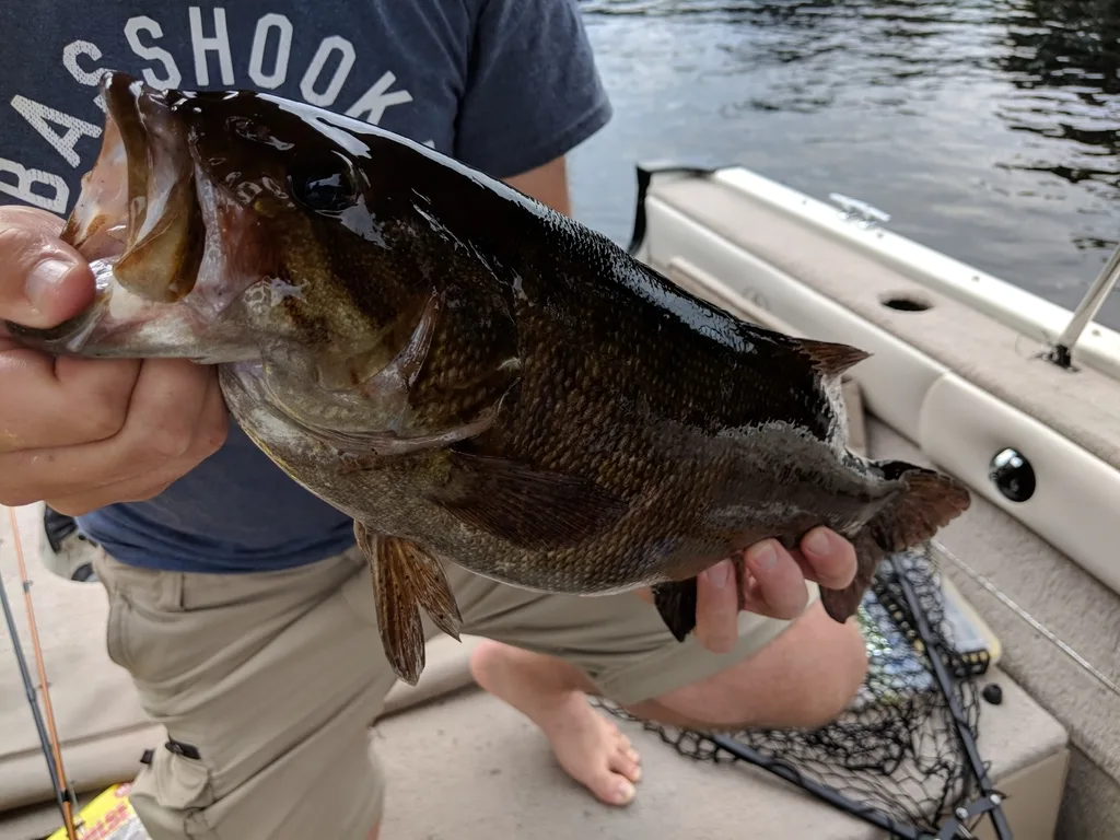 Smallmouth bass — Rivière Kiamika, Aug 25, 2018