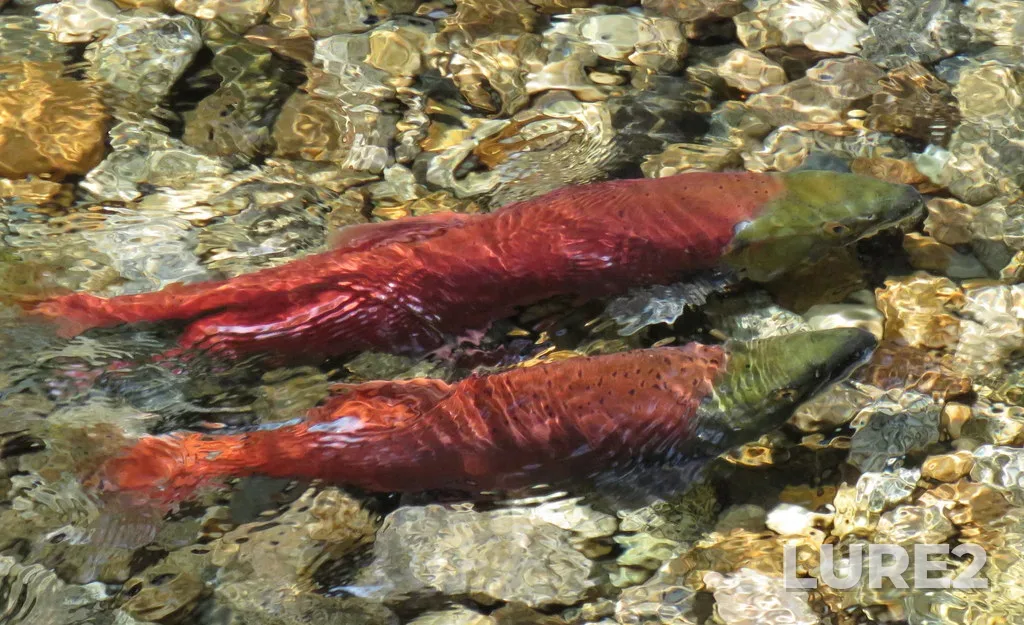 Sockeye salmon — Kokanee Creek, Aug 28, 2018, 1:52 PM