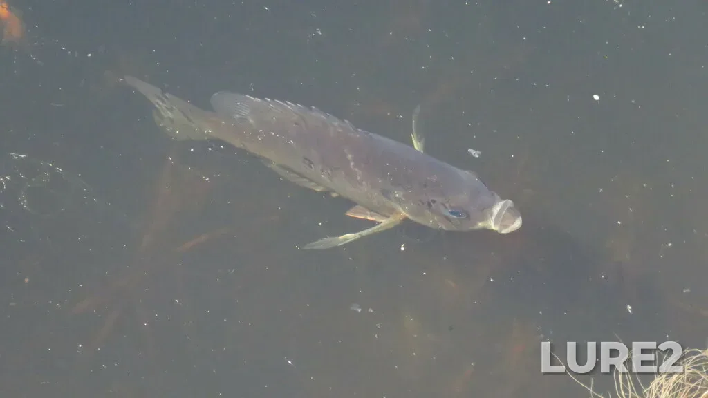 Bluegill — Tiessen Channel, May 04, 2023, 4:51 PM
