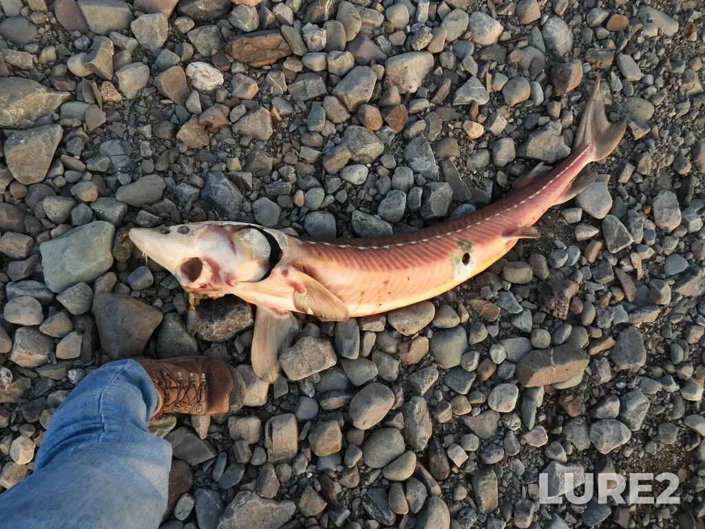 Lake sturgeon — Rivière Ouelle, May 05, 2023, 7:53 PM