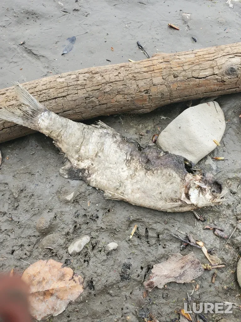 Goldeye — North Saskatchewan River, May 06, 2023, 5:33 PM