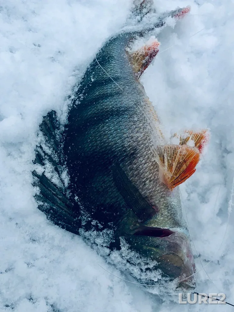 Perch — Pistayarvi, May 03, 2023, 9:28 AM