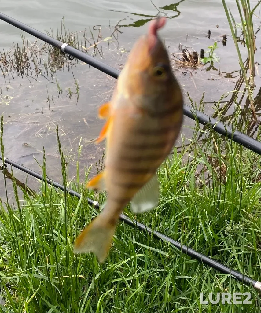 Perch — Verkhneye Pokrovskoye, May 10, 2023, 11:46 AM