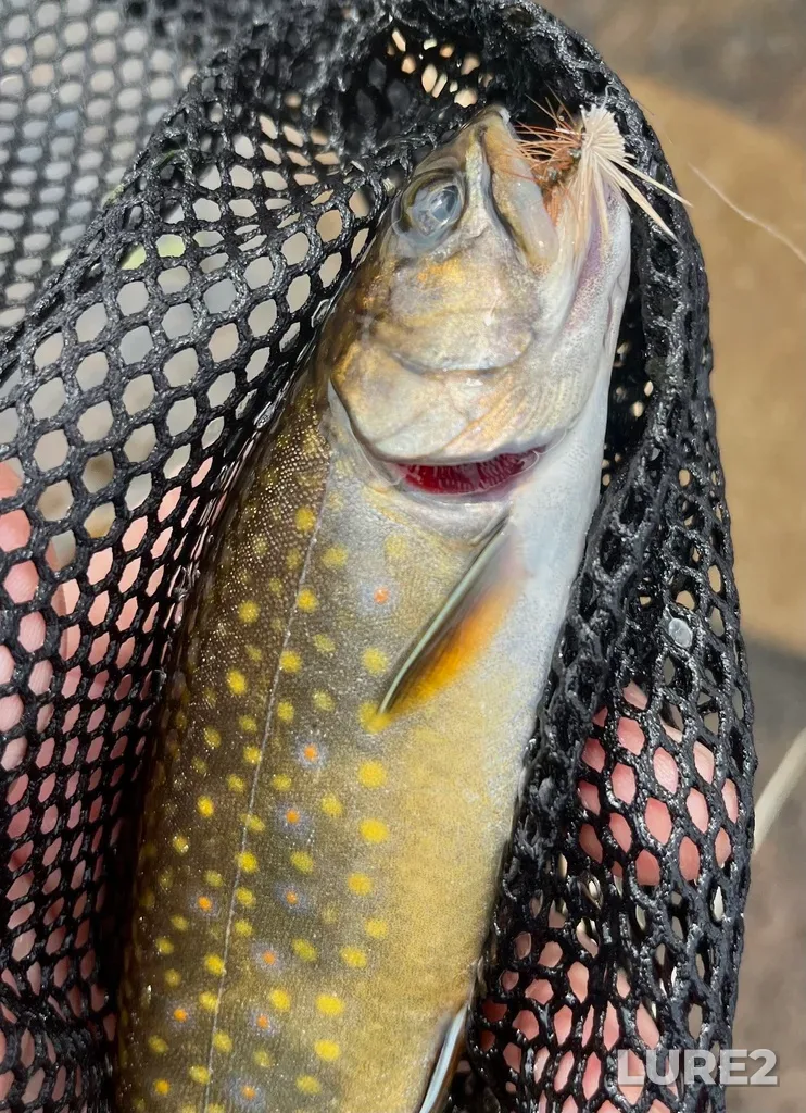Brook trout — Nine Mile River, May 11, 2023, 3:04 PM