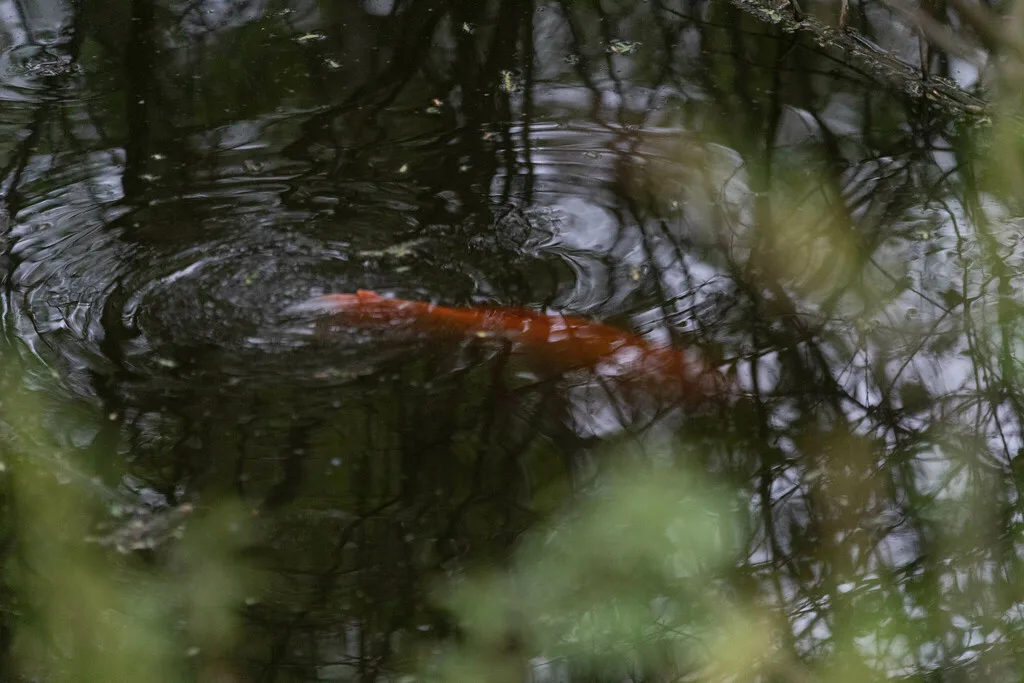 Crucian carp — Swan Lake, May 12, 2023