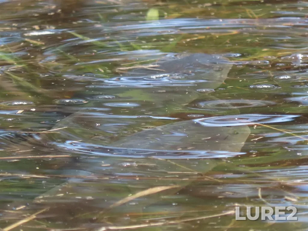 Carp — Swan Lake, May 12, 2023, 9:56 AM