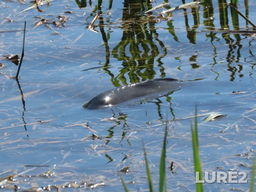 Carp — Swan Lake, May 12, 2023, 10:03 AM