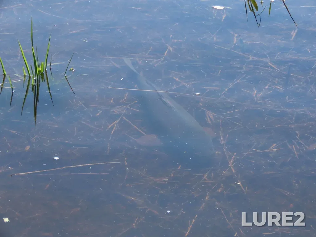 Carp — Swan Lake, May 12, 2023, 10:47 AM