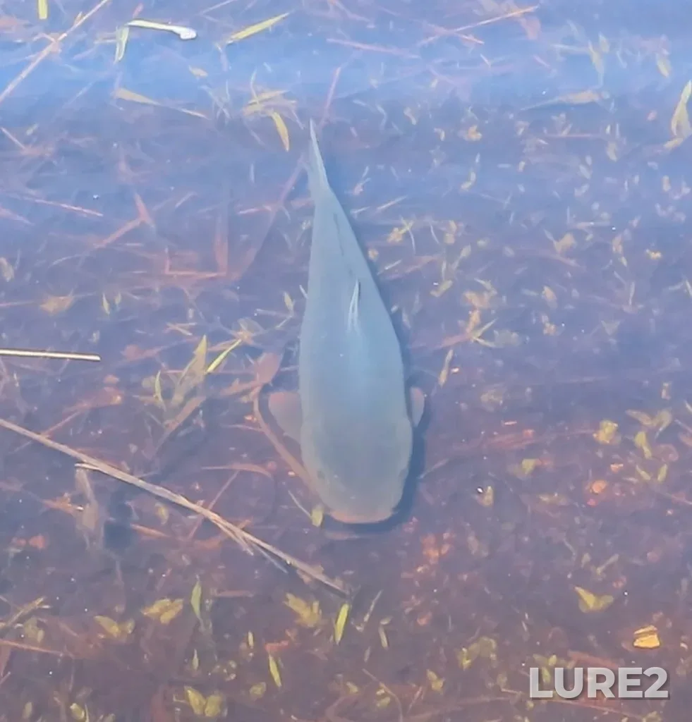 Carp — Swan Lake, May 12, 2023, 6:19 PM