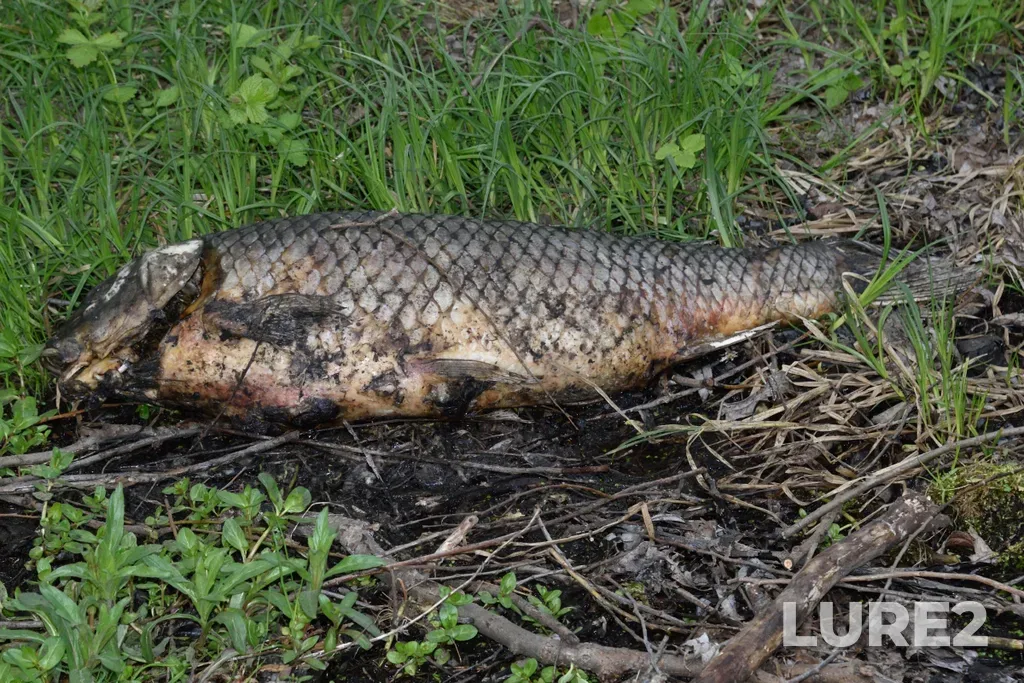 Carp — Nizhniy Tsaritsynskiy, May 07, 2023, 3:04 PM