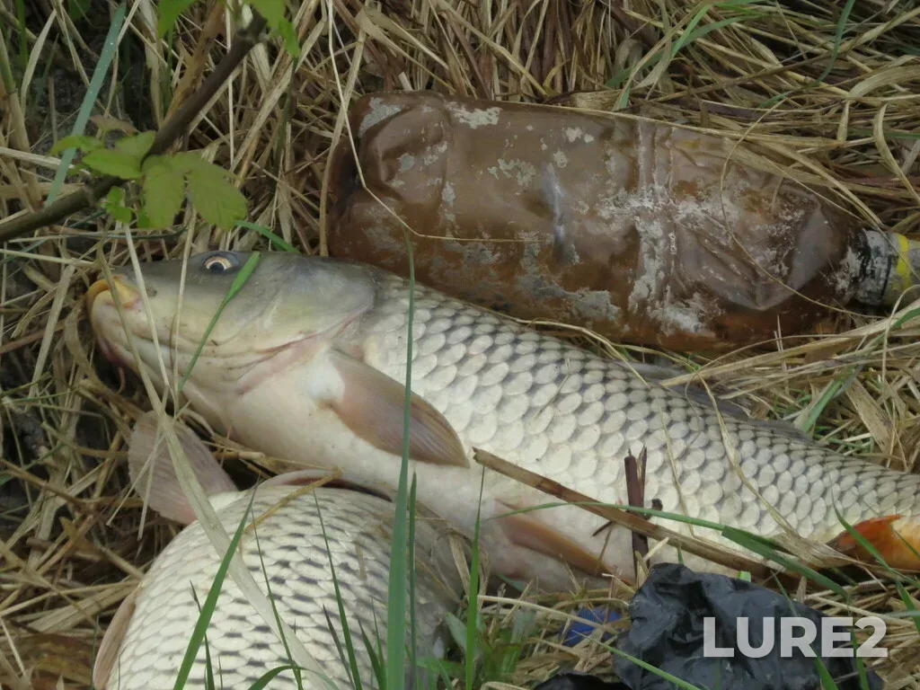 Carp — Pervoye, May 13, 2023, 10:47 AM