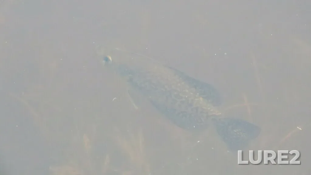 Black crappie — Tiessen Channel, May 07, 2023, 4:38 PM