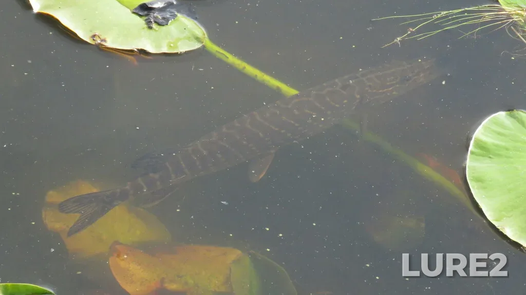 Pike — Tiessen Channel, May 07, 2023, 5:04 PM
