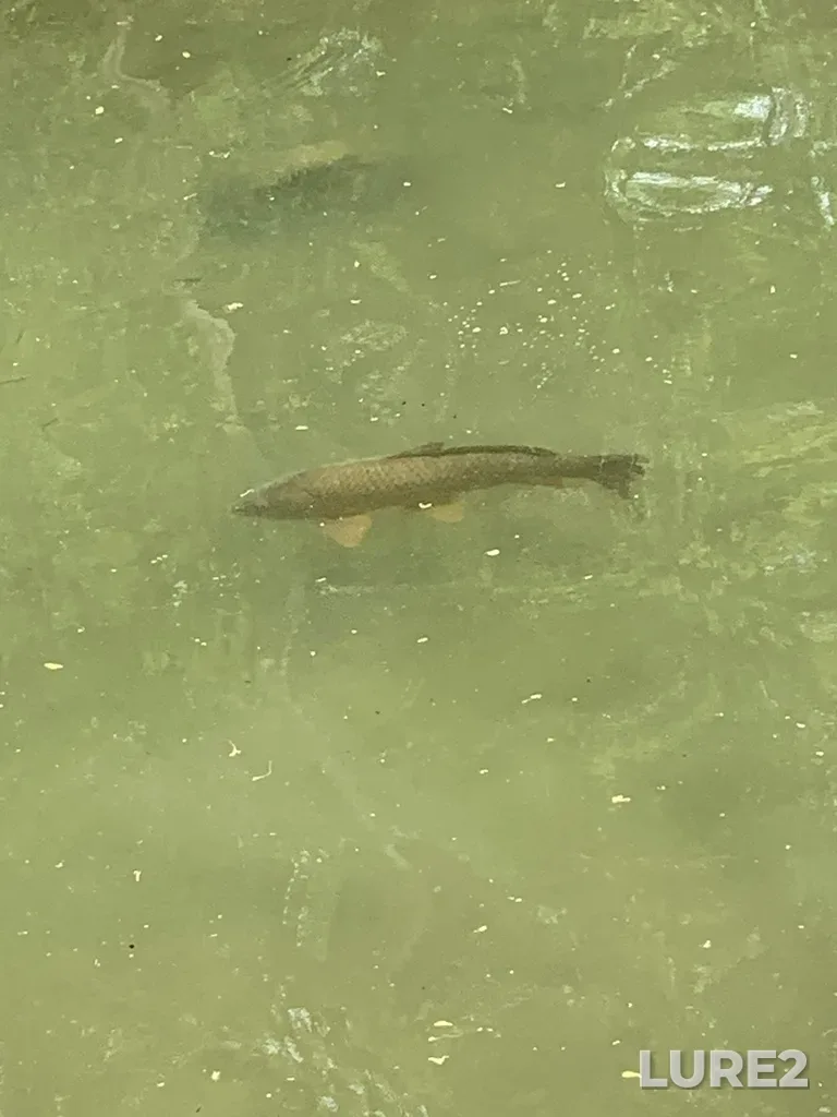 Carp — Medway Creek, May 19, 2023, 1:35 PM