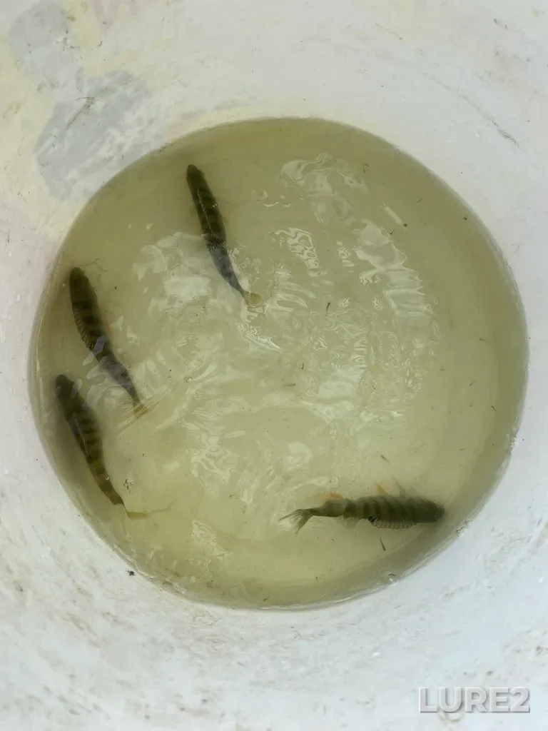 Perch — Verkhneye Pokrovskoye, May 21, 2023, 4:49 PM