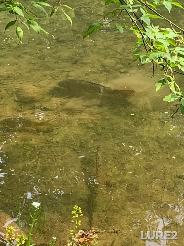 Carp — Medway Creek, May 23, 2023, 5:43 PM