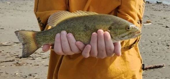 Smallmouth bass — Rivière à la Scie, May 21, 2023