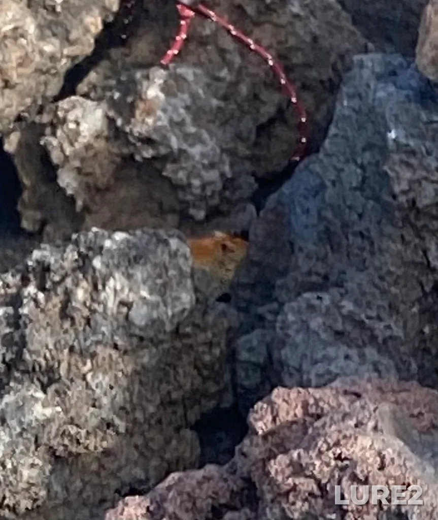 Roach — Kordon Kleshnya, Milkovskiy rayon, Kamchatskiy kray, RU, Aug 17, 2022, 9:44 AM